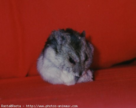 Photo de Hamster