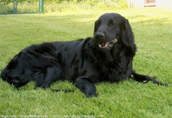 Photo de Retriever  poil plat