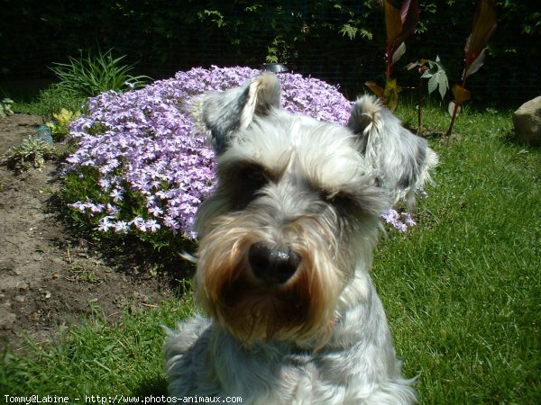 Photo de Schnauzer gant