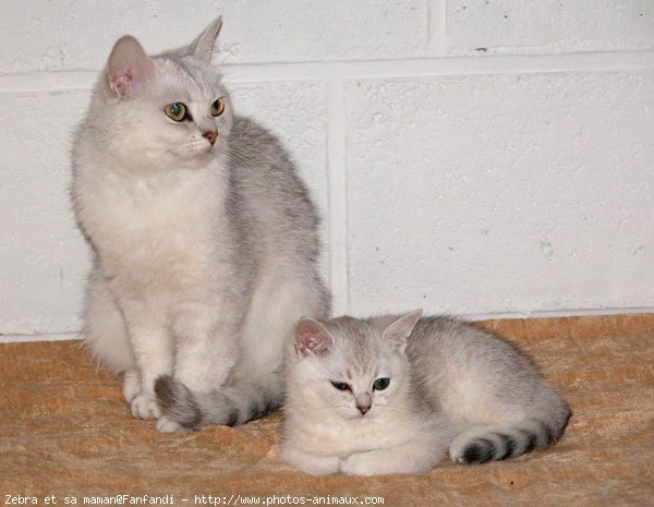 Photo de British shorthair