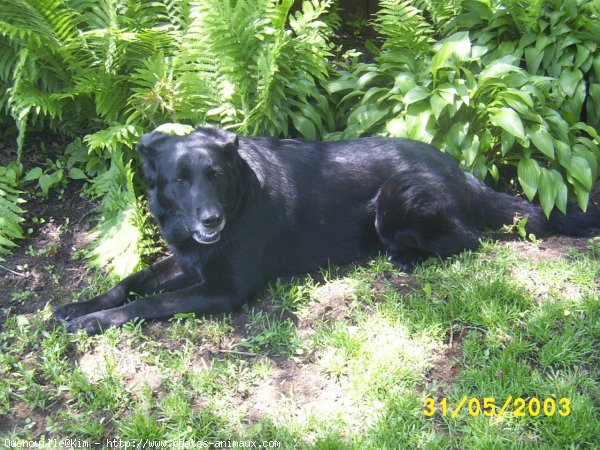 Photo de Labrador retriever