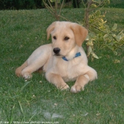 Photo de Labrador retriever