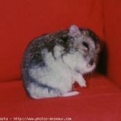 Photo de Hamster