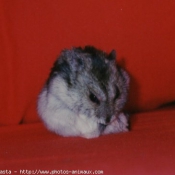 Photo de Hamster