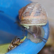 Photo d'Escargot