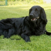 Photo de Retriever  poil plat