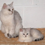 Photo de British shorthair