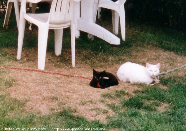 Photo de Chat domestique