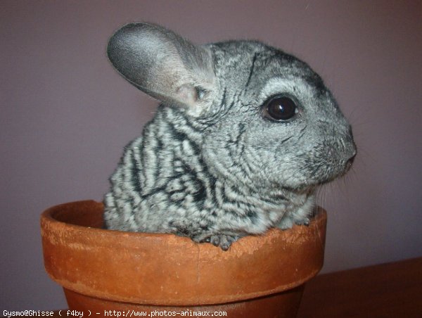 Photo de Chinchilla