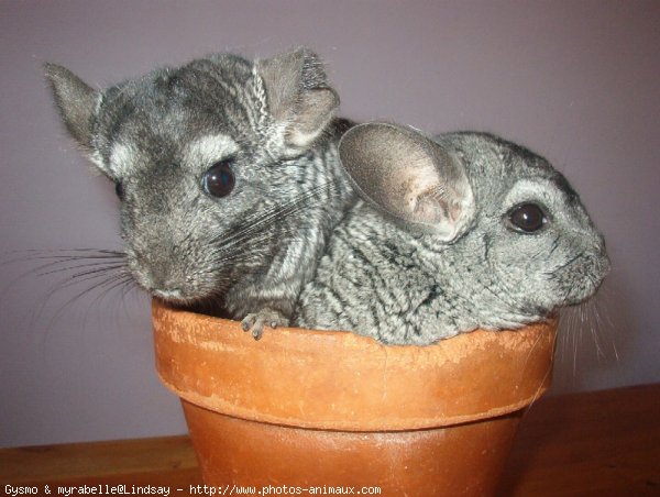 Photo de Chinchilla