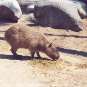 Photo de Cabiai ou capybara