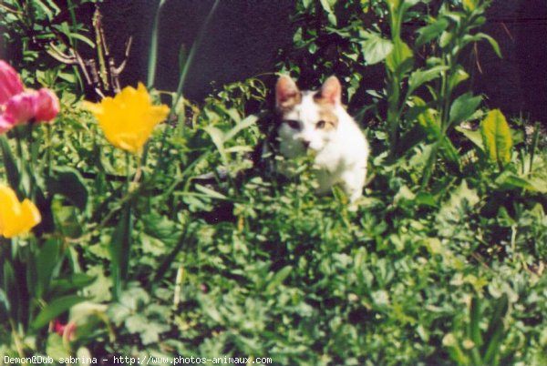 Photo de Chat domestique