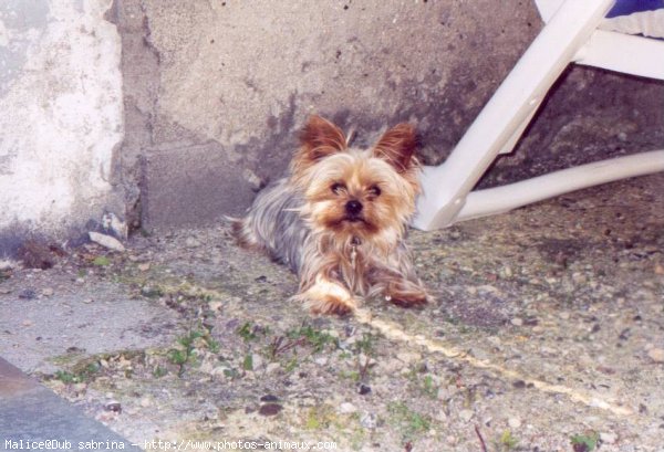 Photo de Yorkshire terrier