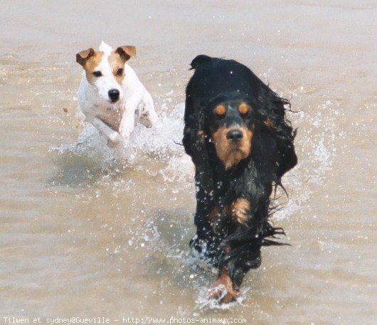 Photo de Cocker anglais