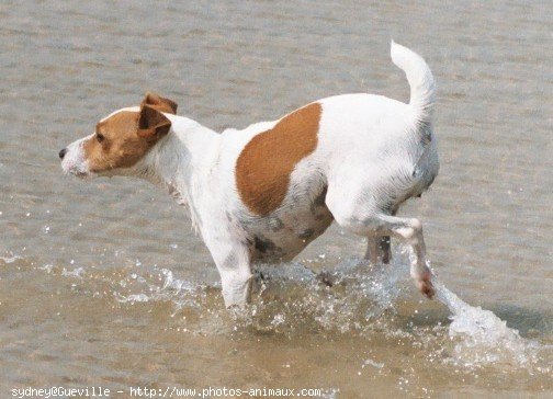 Photo de Jack russell terrier