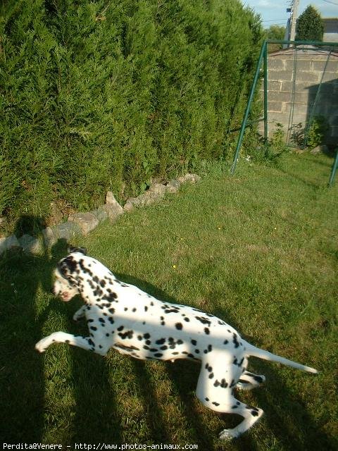 Photo de Dalmatien