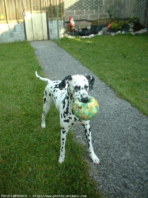 Photo de Dalmatien