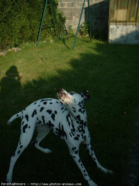 Photo de Dalmatien