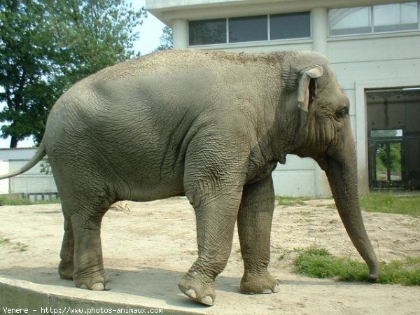 Photo d'Elphant d'asie