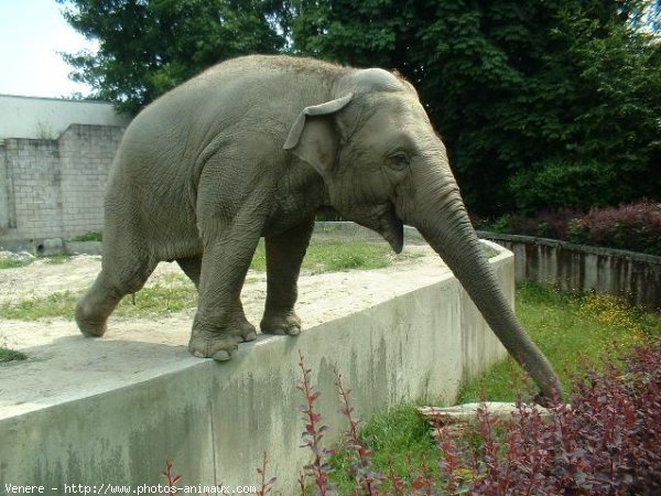 Photo d'Elphant d'asie