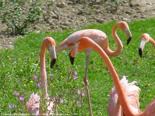 Photo de Flamand rose