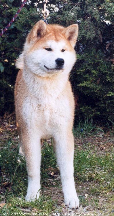 Photo d'Akita inu