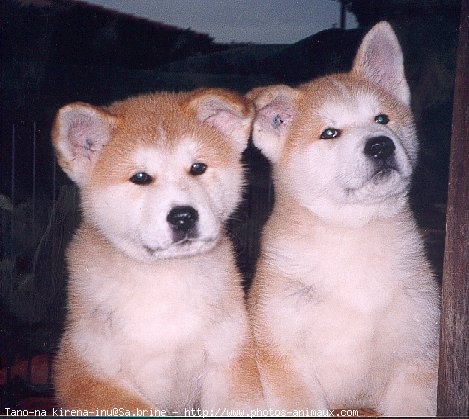 Photo d'Akita inu