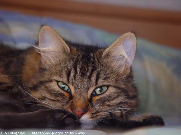 Photo de Maine coon