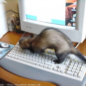 Photo de Furet