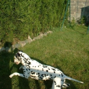 Photo de Dalmatien