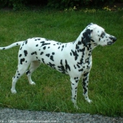 Photo de Dalmatien