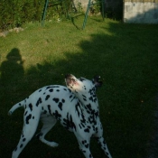 Photo de Dalmatien