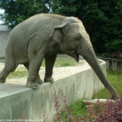 Photo d'Elphant d'asie