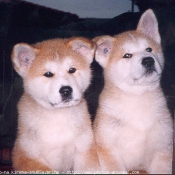 Photo d'Akita inu