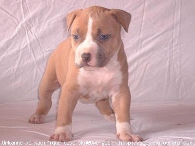 Photo d'American staffordshire terrier