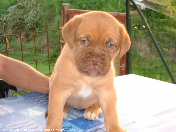 Photo de Dogue de bordeaux