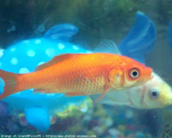 Photo de Poissons rouges