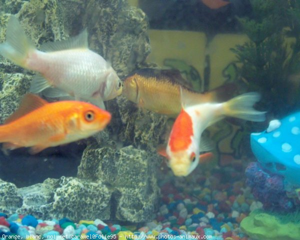 Photo de Poissons rouges