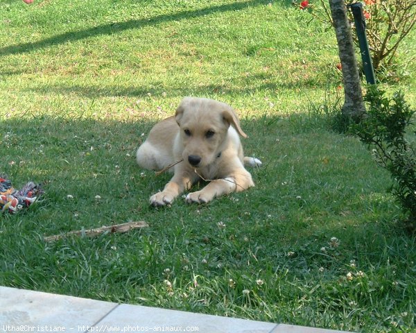 Photo de Labrador retriever