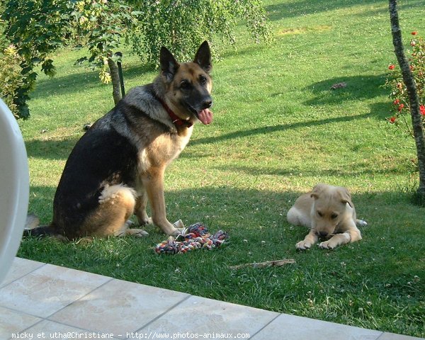 Photo de Races diffrentes