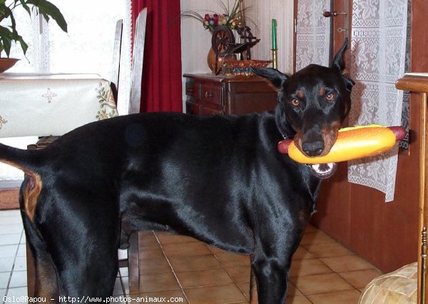 Photo de Dobermann