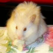 Photo de Hamster