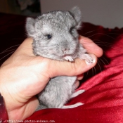 Photo de Chinchilla