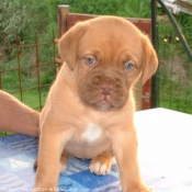 Photo de Dogue de bordeaux