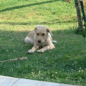 Photo de Labrador retriever