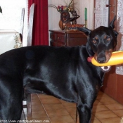 Photo de Dobermann