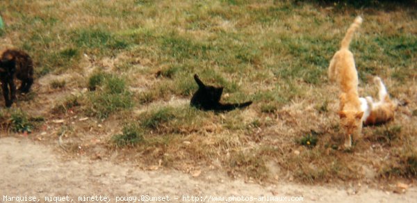 Photo de Chat domestique