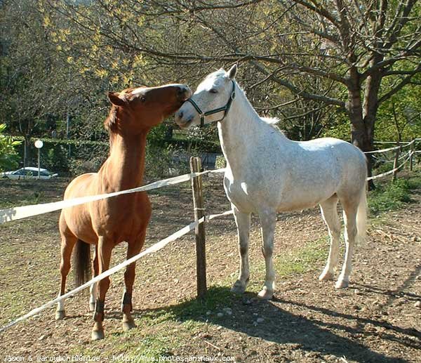 Photo de Races diffrentes