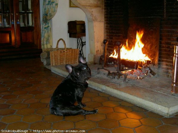 Photo de Bouledogue franais