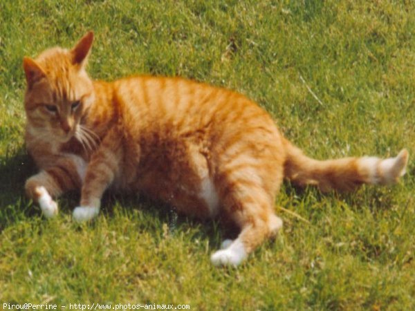 Photo de Chat domestique